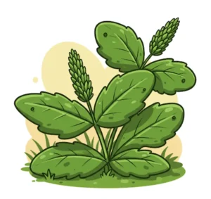 질경이-씨앗-채취시기