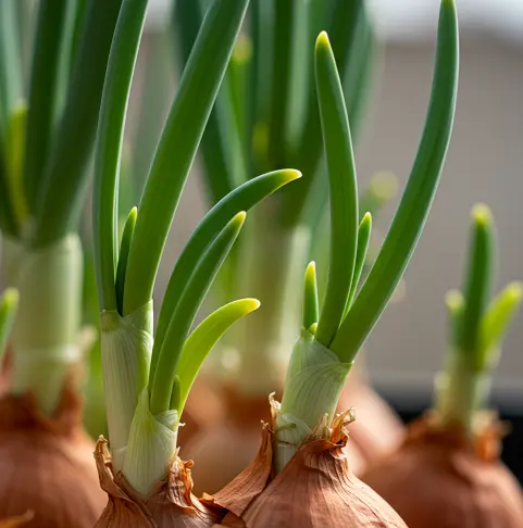 양파싹 먹어도 되나요-1